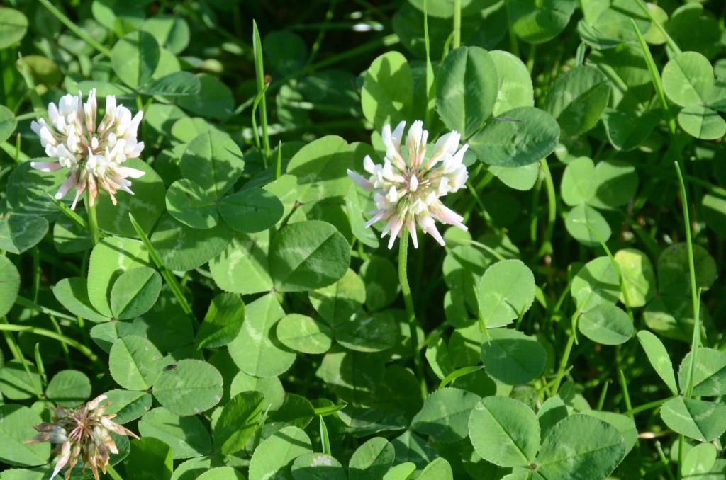 New white clover variety is ideal for both grazing and cutting leys